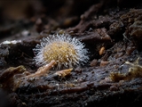 Kugelspringer (Sminthuridae, Collembola) von dem erst kürzlich entdeckten Pilz Pandora batellata parasitiert. Kugelspringer sind sehr klein, sie werden nur 0,5 bis 2 mm groß.